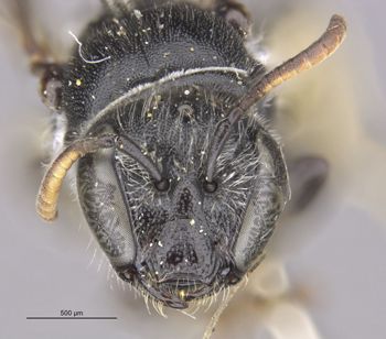 Media type: image;   Entomology 23485 Aspect: head frontal view